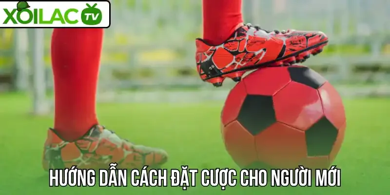 Hướng dẫn cách đặt cược cho người mới tham gia